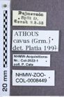 Etikette zu Athous (Orthathous) cavus (Germar, 1817) (NHMW-ZOO-COL-0008449)